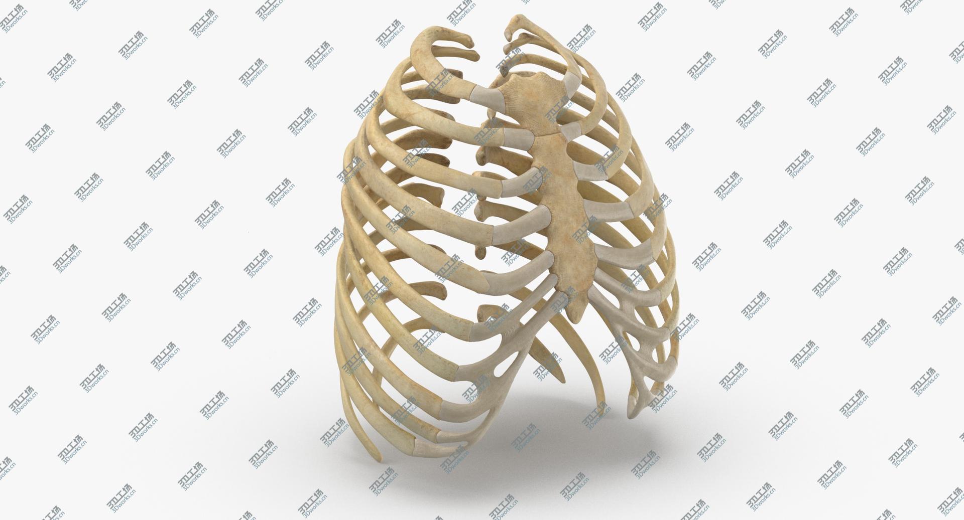 images/goods_img/202104021/3D Real Human Rib Thoracic Cage Anatomy 01/2.jpg